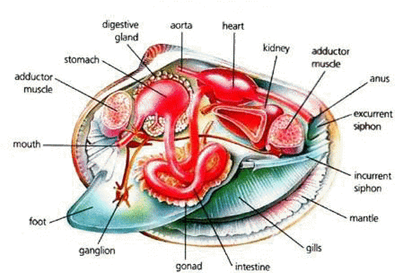 sea scallop (Placopecten magellanicus) - Digestive system