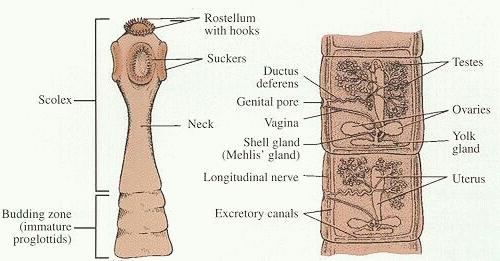 Beef Tapeworm (Taenia saginata) - Digestive system