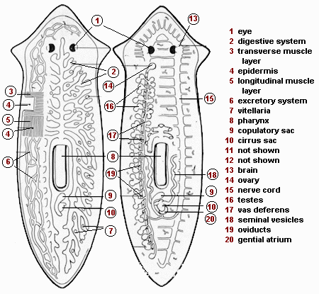 Freshwater Planarian (Polycelis felina) - Digestive system